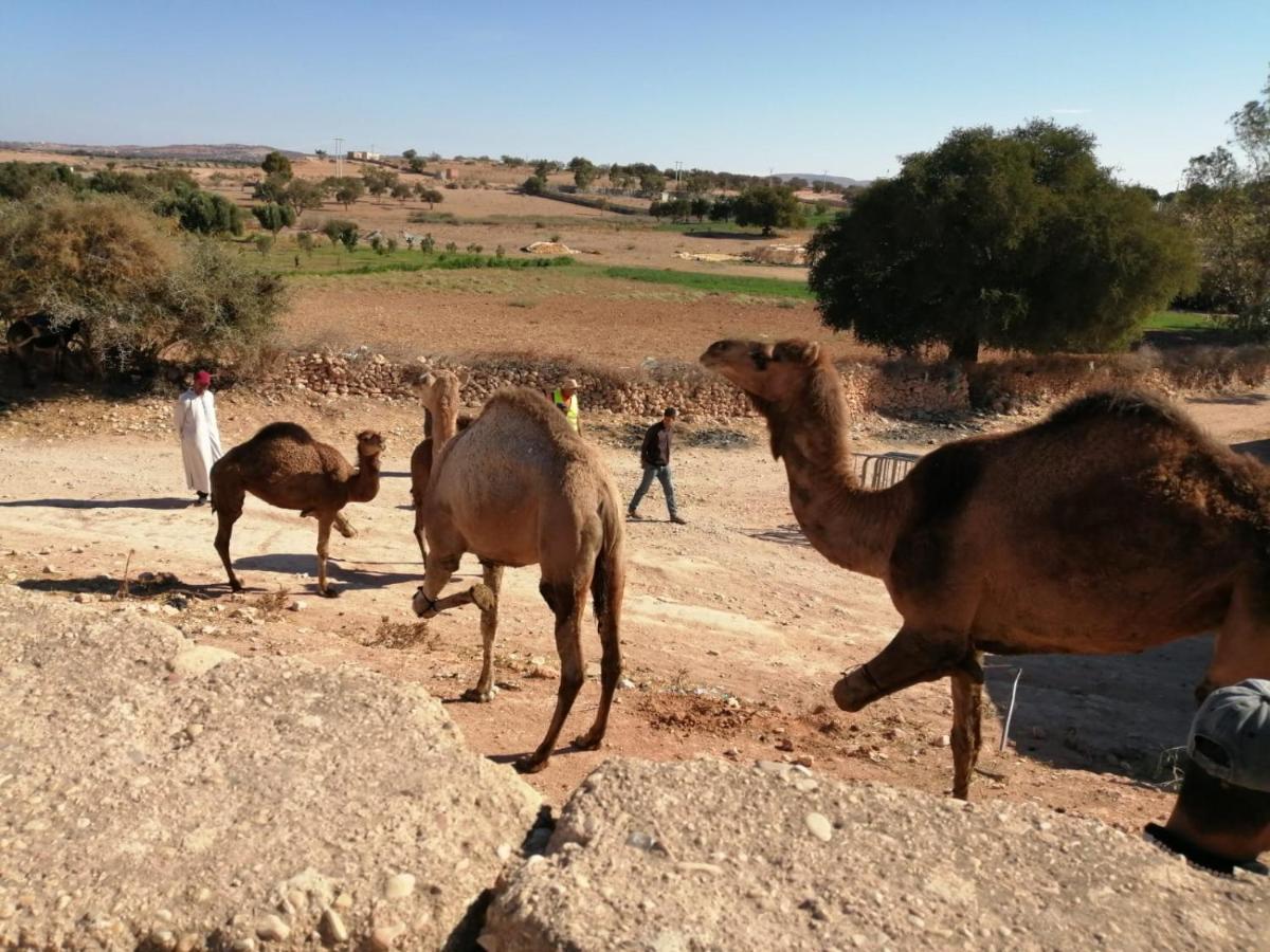 Gite Kasbah La Palmeraie سكورة المظهر الخارجي الصورة