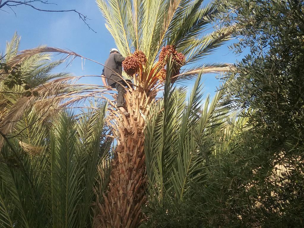 Gite Kasbah La Palmeraie سكورة المظهر الخارجي الصورة